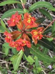 Euphorbia griffithii