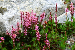 Bistorta vacciniifolia