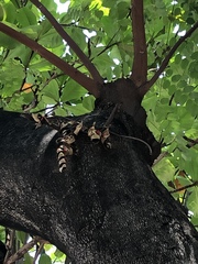 Adenanthera microsperma