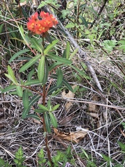Euphorbia griffithii