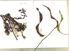 Adenanthera microsperma