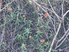 Euphorbia griffithii