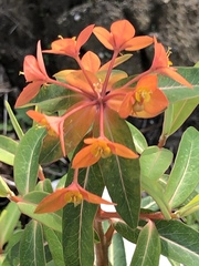 Euphorbia griffithii