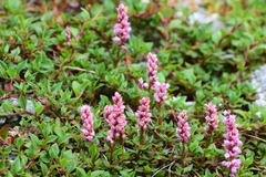 Bistorta vacciniifolia