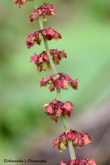 Rumex nepalensis