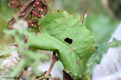 Rumex nepalensis