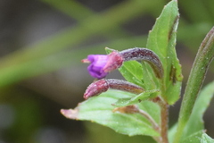 Epilobium royleanum
