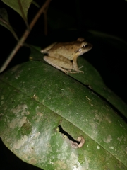 Craugastor longirostris