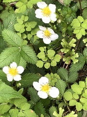 Fragaria nubicola