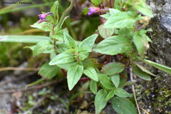 Epilobium royleanum