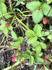 Fragaria nubicola