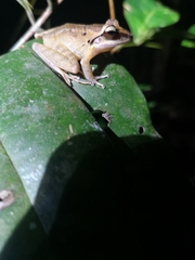 Craugastor longirostris