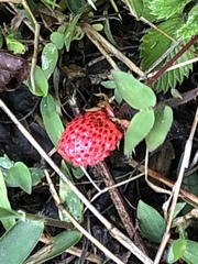Fragaria nubicola