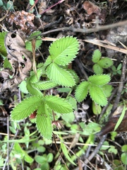 Fragaria nubicola