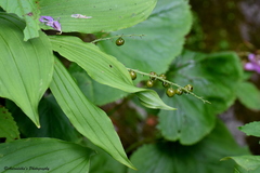 Maianthemum purpureum