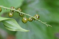 Maianthemum purpureum