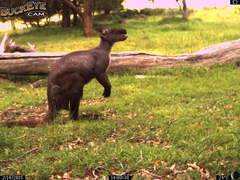 Osphranter robustus robustus