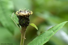 Shangwua denticulata