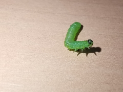 Pristiphora appendiculata