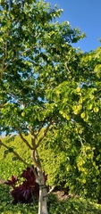 Gonopterodendron arboreum