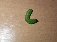 Pristiphora appendiculata