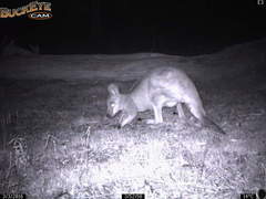 Osphranter robustus robustus