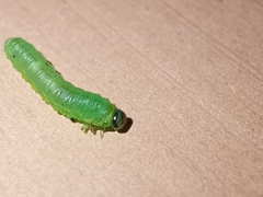 Pristiphora appendiculata