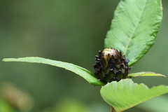 Shangwua denticulata