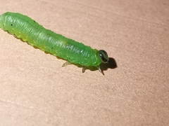 Pristiphora appendiculata