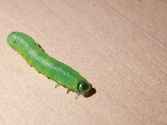 Pristiphora appendiculata