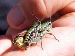 Epipodisma pedemontana
