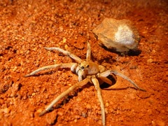 Hoggicosa