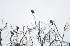 Patagioenas flavirostris