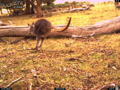 Osphranter robustus robustus