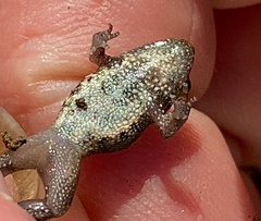 Crinia pseudinsignifera