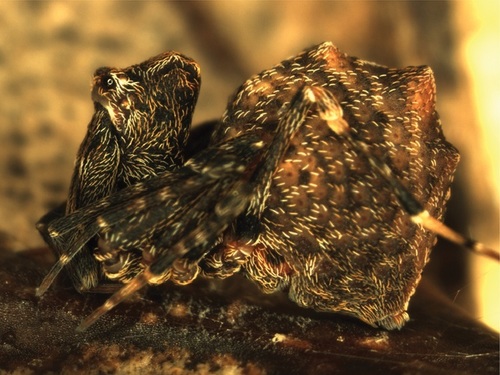 Genus Zephyrarchaea · iNaturalist