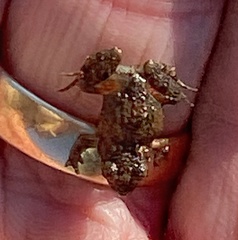 Crinia pseudinsignifera