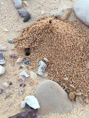 Anacanthotermes ubachi