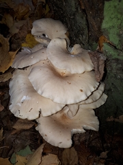 Pleurotus cornucopiae