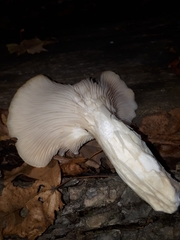 Pleurotus cornucopiae