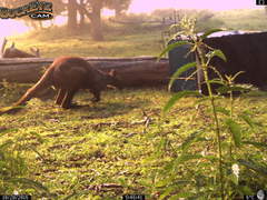 Osphranter robustus robustus