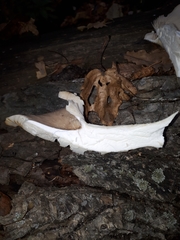 Pleurotus cornucopiae
