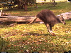 Osphranter robustus robustus