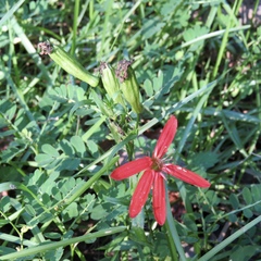Silene subciliata