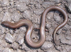 Lygosoma siamense