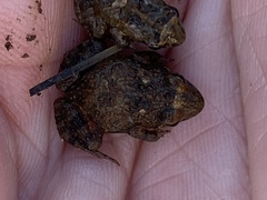 Crinia pseudinsignifera