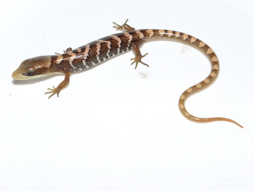 Texas Alligator Lizard