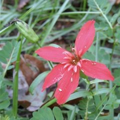 Silene subciliata