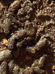 Crinia pseudinsignifera