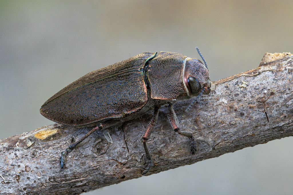Perotis lugubris